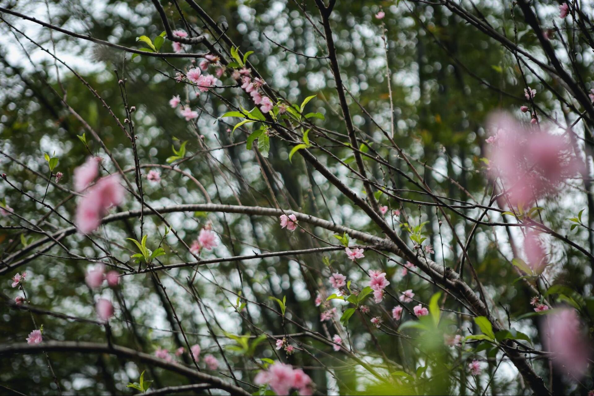 Thời tiết ở Mai Châu: Phân tích theo mùa cho du khách