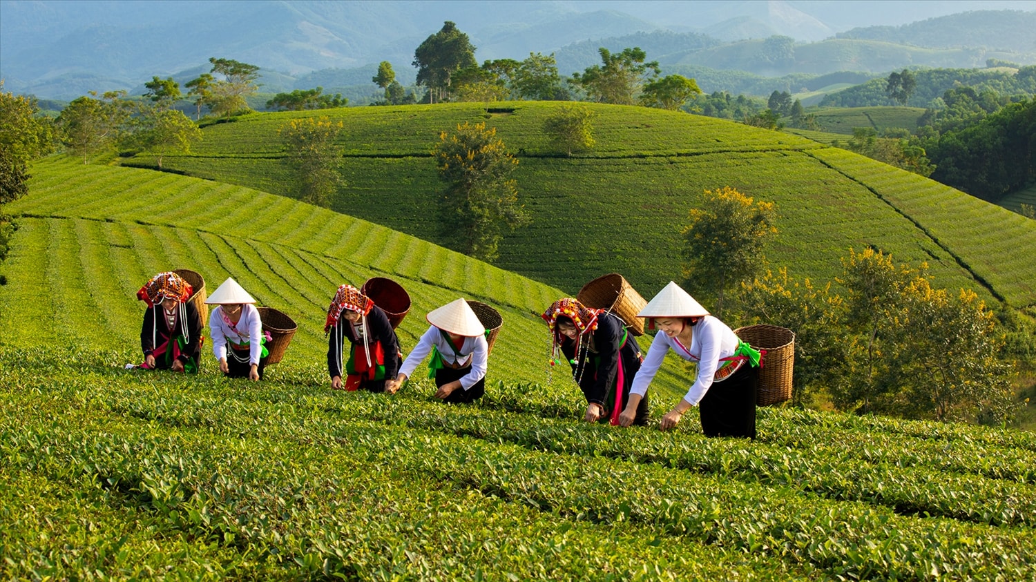Đồi Chè Long Cốc – "Ốc đảo chè" đẹp nhất Phú Thọ cho chuyến đi cuối tuần