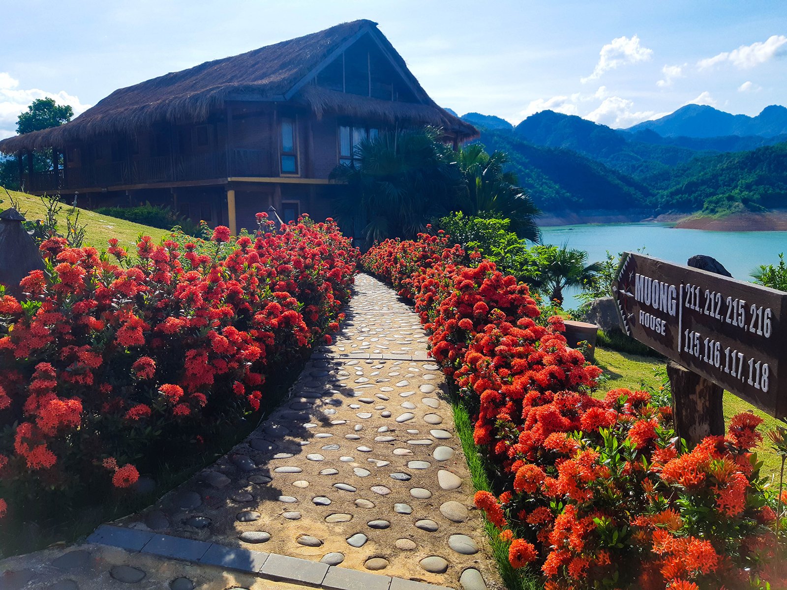 Vườn hoa mẫu đơn khoe sắc