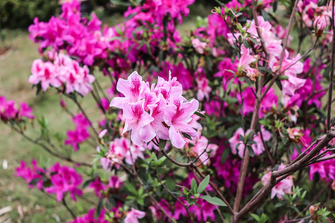 Kiêu sa vẻ đẹp đỗ quyên vào mùa xuân tại Mai Chau Hideaway Lake Resort