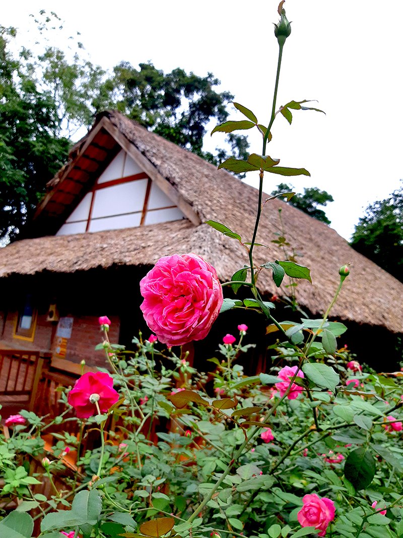 Vườn hồng cổ tích