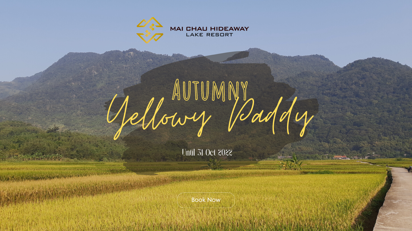 "AUTUMNY YELLOWY PADDY"