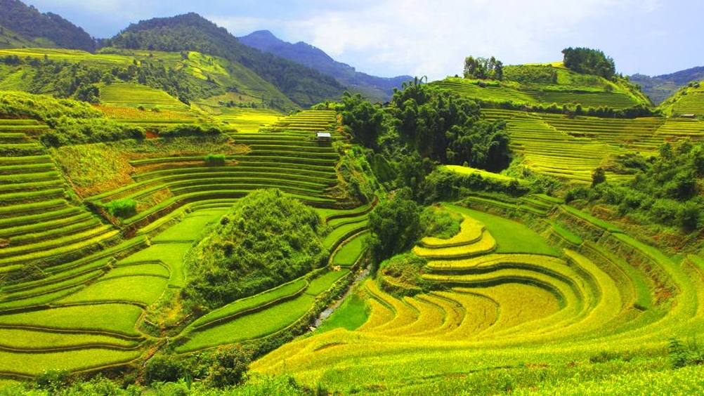 In Mai Chau, rice fields sit close to White Thai stilt houses and everyday village life (Source: Collected) In Mai Chau, rice fields sit close to White Thai stilt houses and everyday village life (Source: Collected)