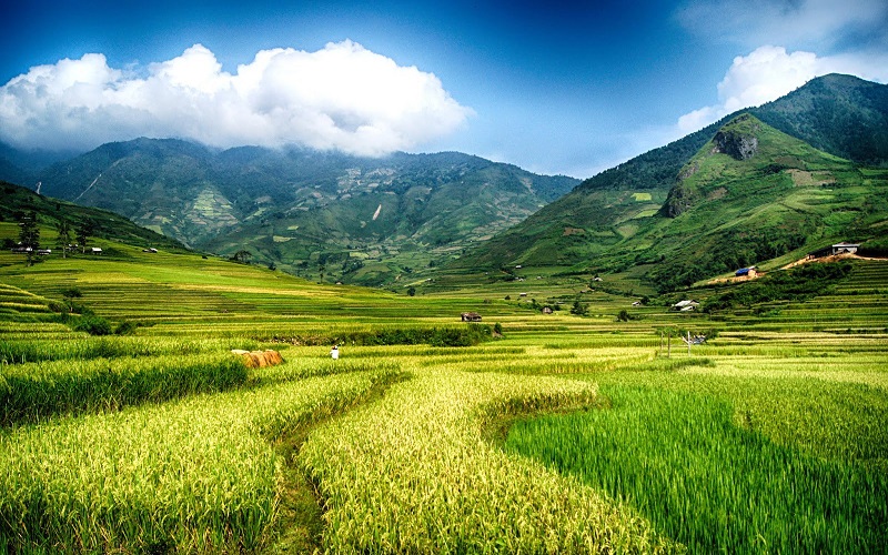 Cánh đồng lúa Tân Sơn 