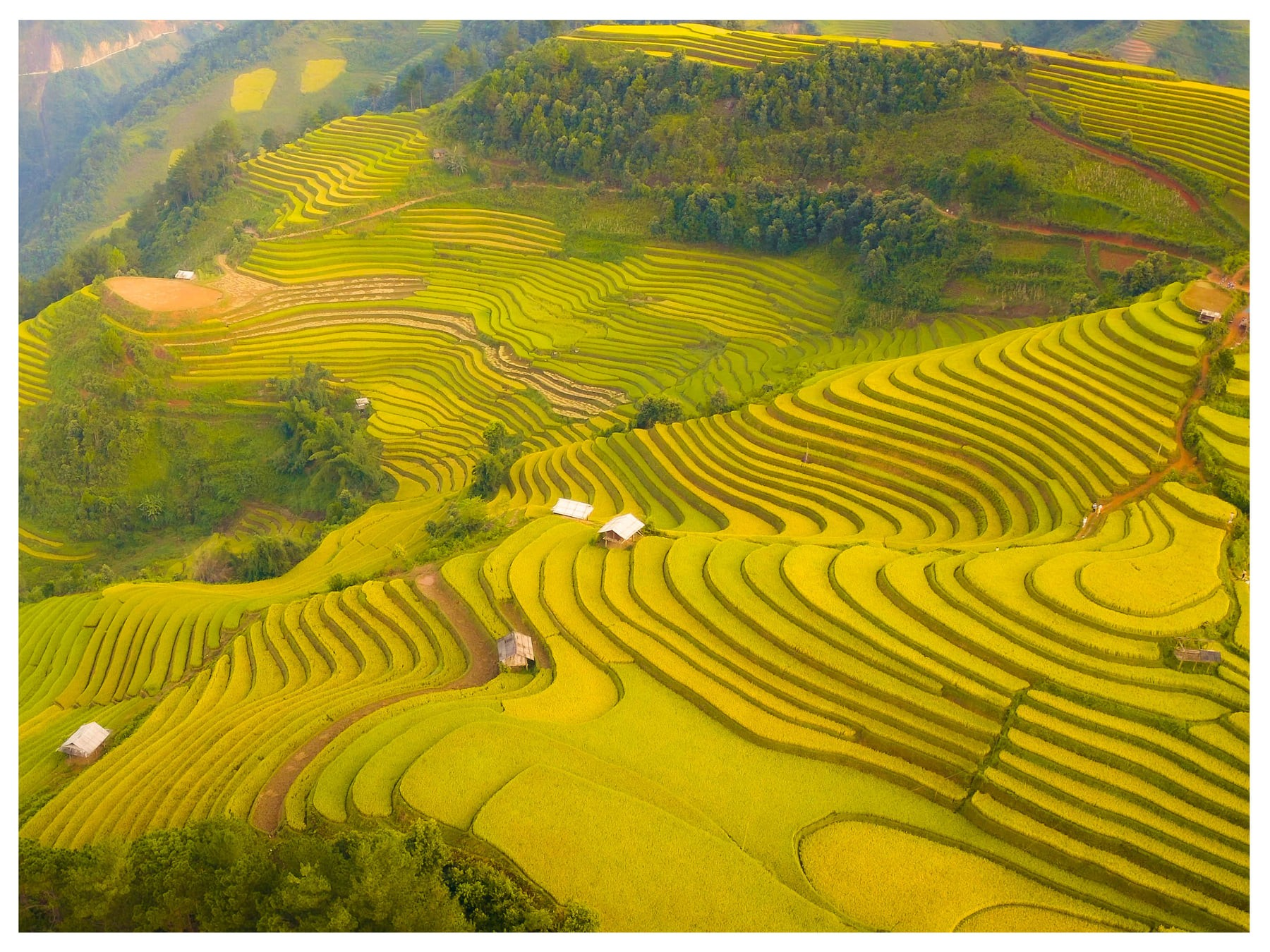 Thời điểm này cũng là mùa gặt, bạn sẽ bắt gặp hình ảnh bà con tất bật thu hoạch lúa, rộn ràng giữa sắc vàng rực rỡ (nguồn: Báo Thái Nguyên)