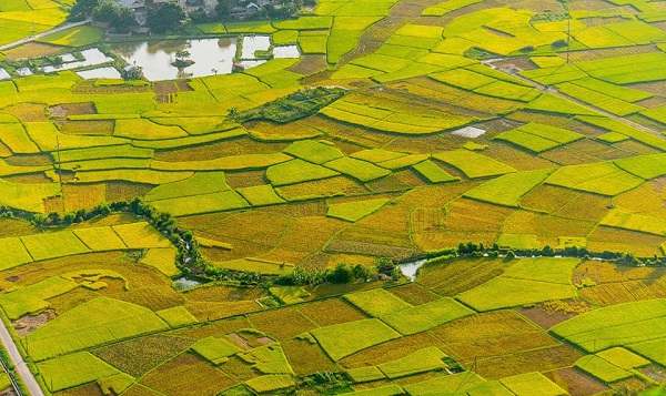Khoảng cuối tháng 5 đến đầu tháng 6, nhiều cánh đồng trong thung lũng Mai Châu bắt đầu bước vào vụ gặt đầu tiên của năm