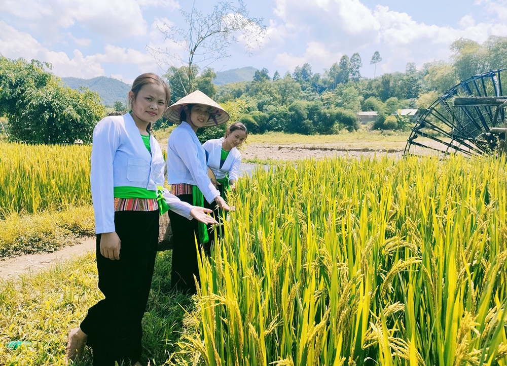 Người Mường Hòa Bình lao động và sản xuất truyền thống 