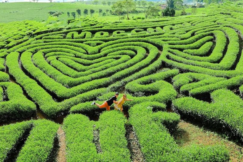 Tour du lịch Tây Bắc 4 ngày 3 đêm - Khám phá Mộc Châu (Nguồn: MIA.vn)