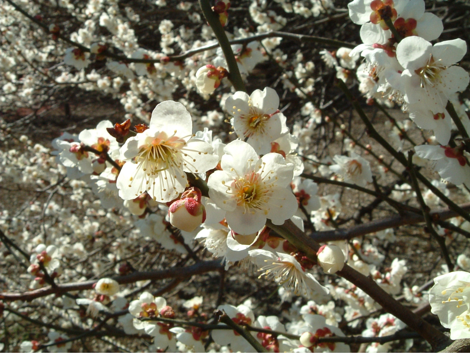 Hoa mơ điểm trắng trên những triền đồi ở Mai Hịch vào những ngày cuối tháng 1 đầu tháng 2 (nguồn: Wikipedia)