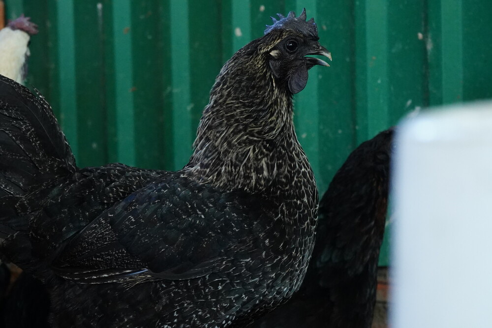 Gà đen (nguồn: Tạp chí Công thương)