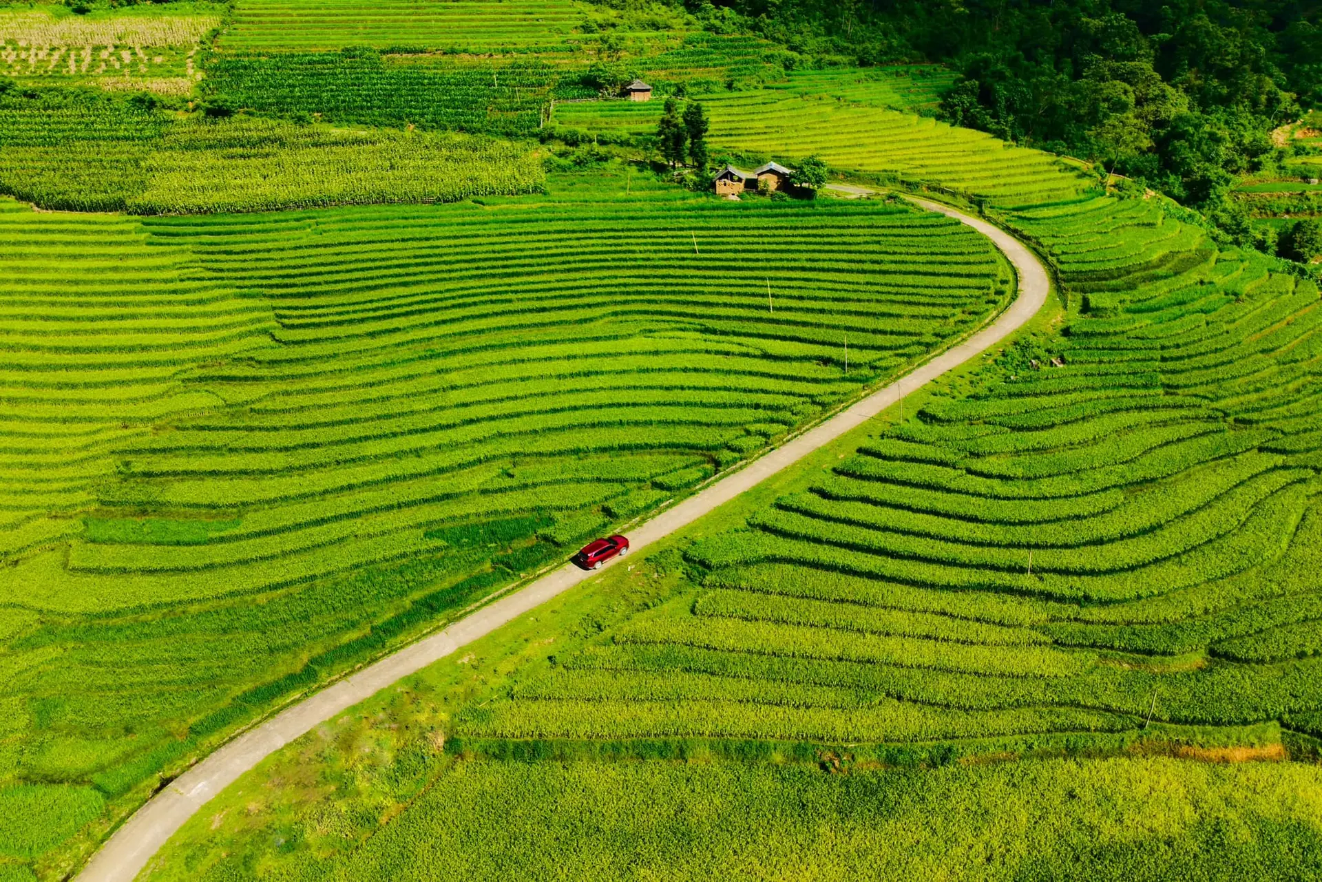 Tháng 8 đến, các thửa ruộng bắt đầu chuyển sang sắc vàng (nguồn: Migo)