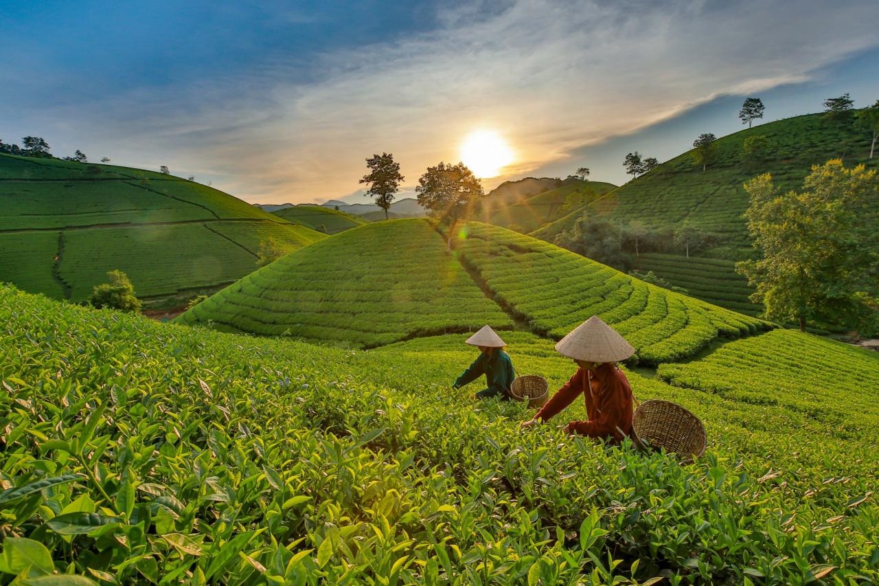 Mộc Châu - Cao nguyên mộng mơ của Sơn La (Nguồn: Vietnam.vn)