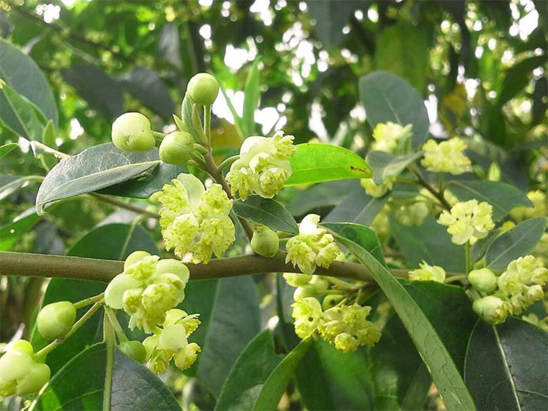 Màng tang (nguồn: sưu tầm)