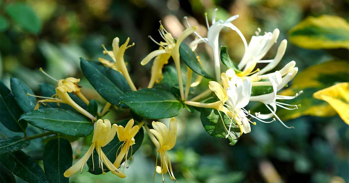 Kim ngân hoa (nguồn: Beautier)