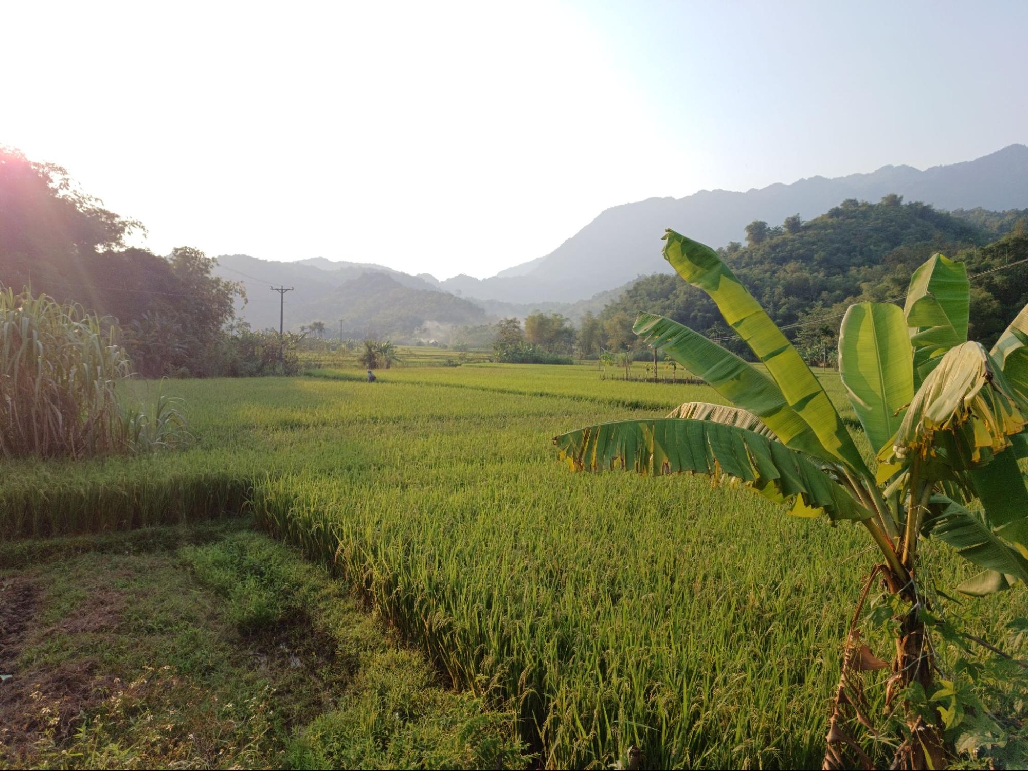 Visitors travelling to Mai Chau will be captivated by the endless rice fields