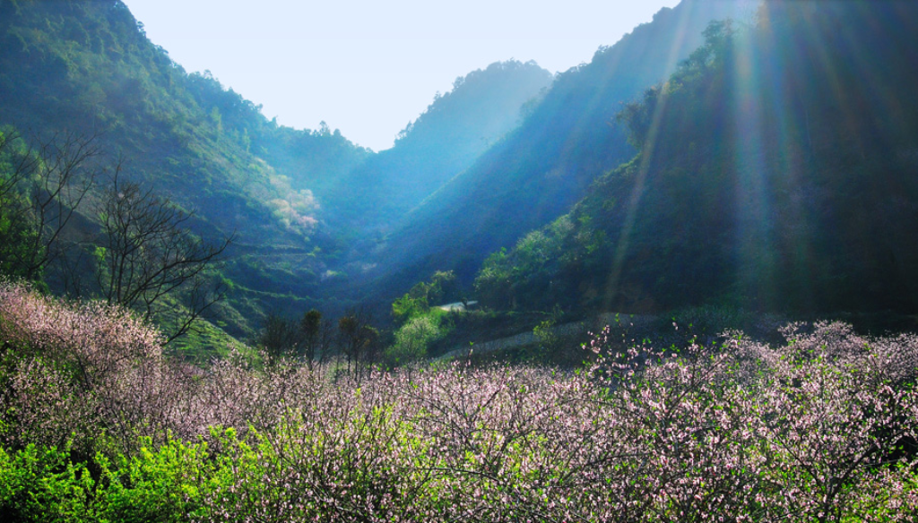 Spring scenery in Mai Chau (source: Vietluxtour)