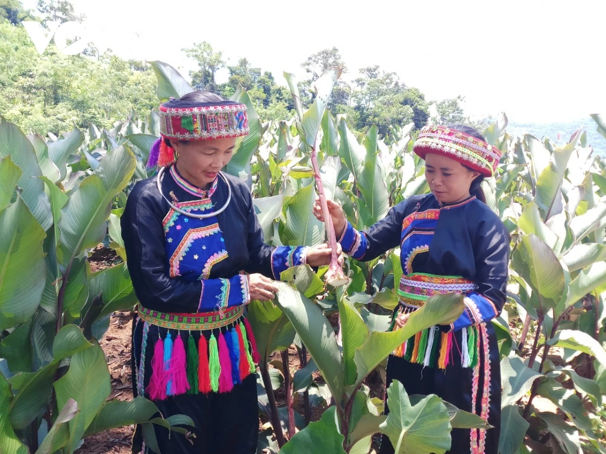 Người Dao cũng cất lên những câu hát Páo dung khi đi làm nương rẫy (nguồn: VOV)