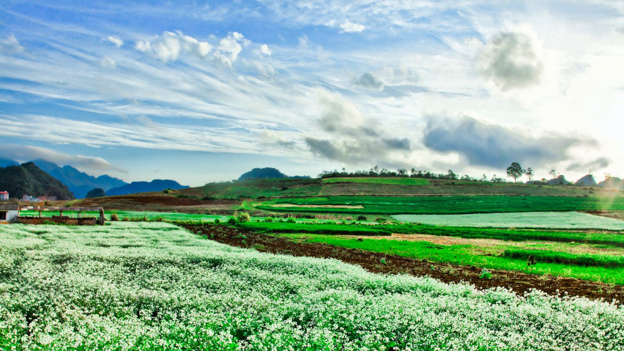 White mustard flowers blooming over the village (source: Top travel)