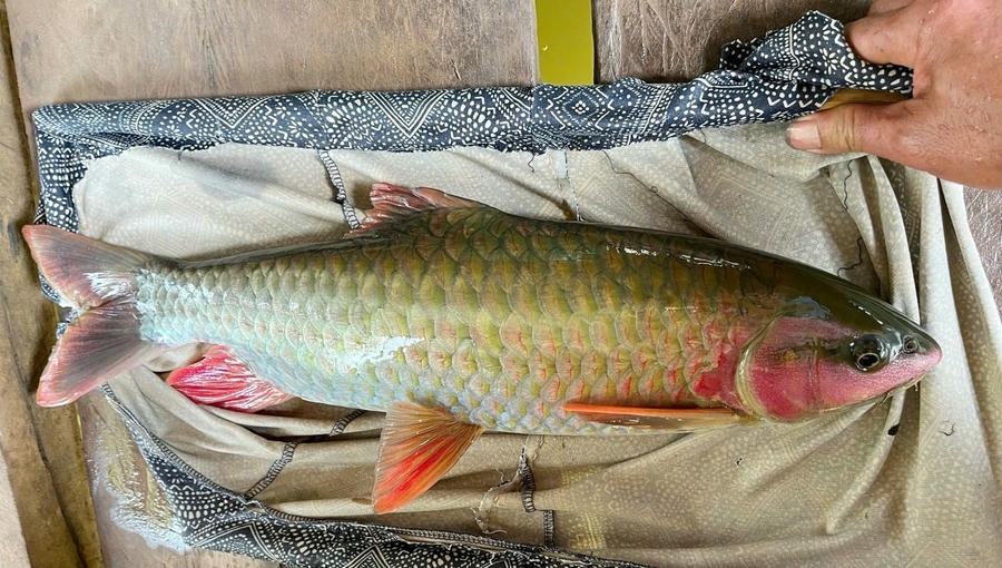 Cá Dầm Xanh - loài cá quý, mang lại nhiều giá trị dinh dưỡng (nguồn: sưu tầm)