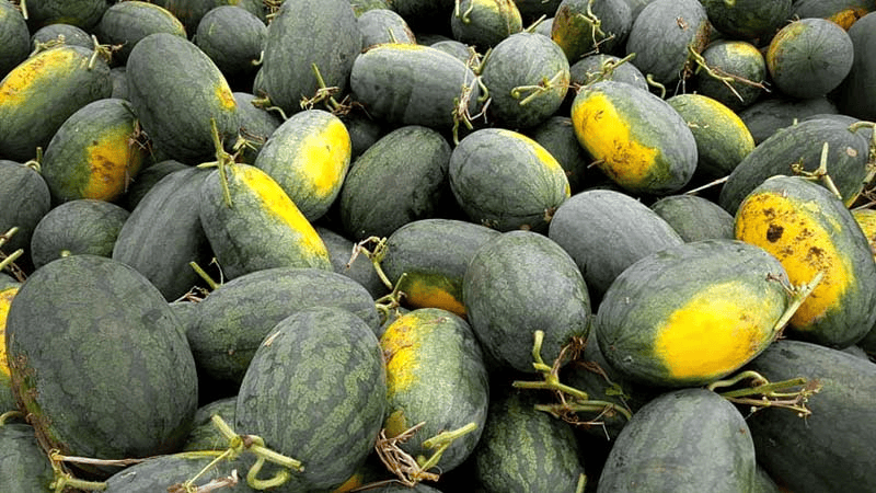 Dưa hấu Mai Hạ (nguồn: Báo Hòa Bình)