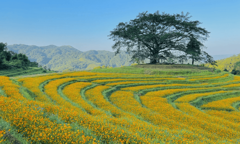 Đồi hoa xóm Mừng tuyệt đẹp như một bức tranh cổ tích