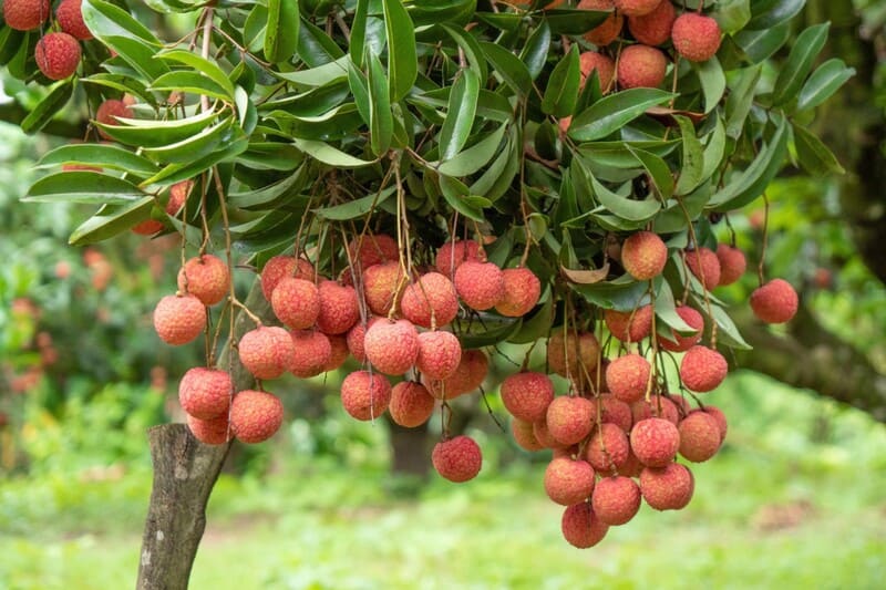 Gần đầm Ao Châu cũng có những vườn vải sum suê trĩu quả