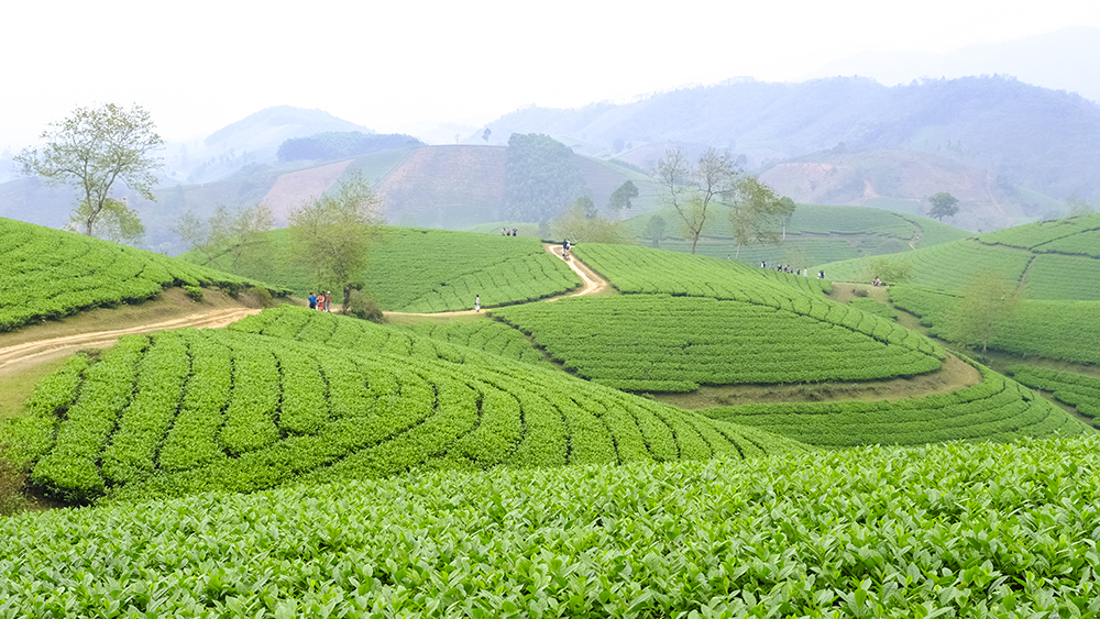 Toàn cảnh Đồi Chè Phú Thọ